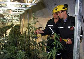 PASSER P�: Canadas helseminister Allan Rock (t.h.) inspiserer landets f�rste lovlige marihuanafarm sammen med direkt�r Brent Zettl i Prarie Plant Systems. 
