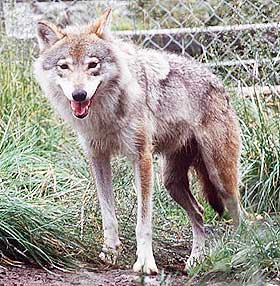 F�RRE ULVER: En forel�pig bestandrapport fra norske og svenske forskere viser en nedgang fra 12 til 10 familiegrupper av ulv det siste �ret.