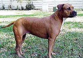 VURDERES FORBUDT: Amerikansk Staffordshire terrier. Modig og ekstremt lojal. Vanskelig � trene, og m� sosialiseres tidlig for � dempe dens aggresjon. Meget beskyttende overfor eieren. M� kontrolleres n�r den er i n�rheten av andre hunder. Er s� og si umulig � skille fra pitbull-terrieren, utseendemessig og genetisk. 