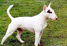  VURDERES FORBUDT: Bull terrier. Kan v�re en lojal og aktiv hund dersom den er gjennomg�ende sosialisert og opptrent. Er meget beskyttende og viljesterk, kan v�re aggressiv mot fremmede, og meget aggressiv overfor andre hunder. Opprinnelig brukt som underholdning i kamper mot okser i England p� 1830-tallet.