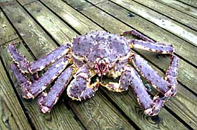 UPOPUL�R: Kjempekrabber invaderer havbunnen.