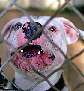 STAFFORDSHIRE TERRIER:  Denne utgaven av rasen holdes bak gjerder i juni i �r 2000, etter at den sammen med flere andre hundre drepte ei 86 �r gammel kvinne.