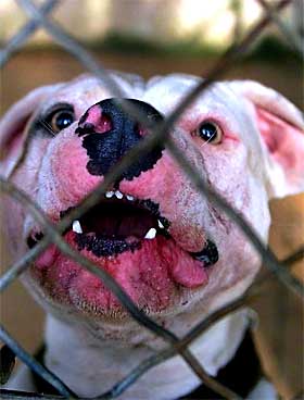amstaff_sak.jpg