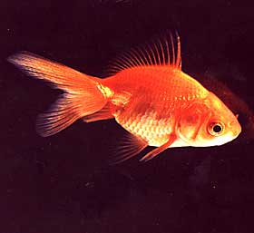 I BESTE NEMO-STIL:
Gullfisken Bercy viste seg sv�rt utholdende etter � ha overlevd b�de luftetur og vannmangel. Denne artsfrenden kommer neppe til � legge ut p� en like farefull ferd.
