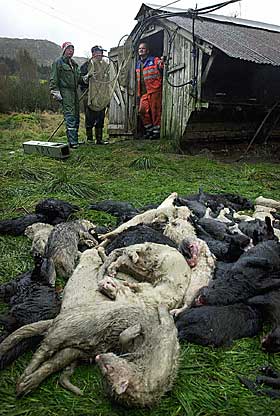 �PNER BURENE: DFF sto bak da 9500 mink ble sluppet l�s fra en pelsdyrfarm i Gjesdal i Rogaland i oktober 2002. Hundrevis av mink d�de som f�lge av aksjonen.