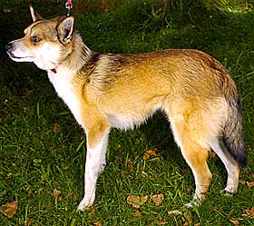 VERDENS VERSTE HUND? Norsk lundehund.