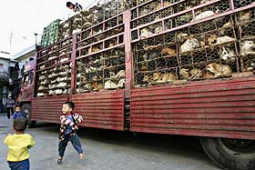  STAPPFULL:  Over 2000 dyr kommer til dyremarkedet i Guangzhou p� dette lasteplanet. De skal slaktes og selges. Helt foran ligger noen hundre kaniner. P� toppen ligger kattene, mens de fleste burene rommer hunder. Seks- �tte hunder er presset sammen i hvert bur. P� markedsplassen b�de bor og leker mange barn.