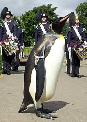 BLIR FORFREMMET: Nils Olav blir forfremmet i august. Det gleder han seg sikkert til.