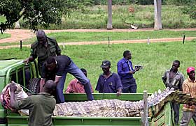 Giant crocodile camptured in Uganda