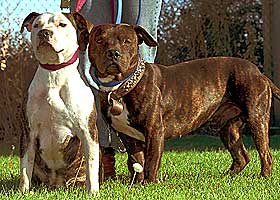 PITBULL: Gutten hadde ikke en sjanse da hunden, som politiet f�rst trodde var en pitbull, angrep han i g�r ettermiddag.
