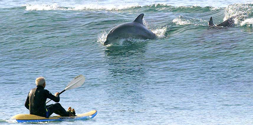 TRENT P� ANGREP: De amerikanske soldatdelfinene er trent p� � angripe dykkere og surfere i v�tdrakt, og kan p�settes spesialutstyr med giftpil-pistol. Denne australske surferen kan glede seg over at delfinene som her sv�mmer mot ham er sivile og ubev�pnede.