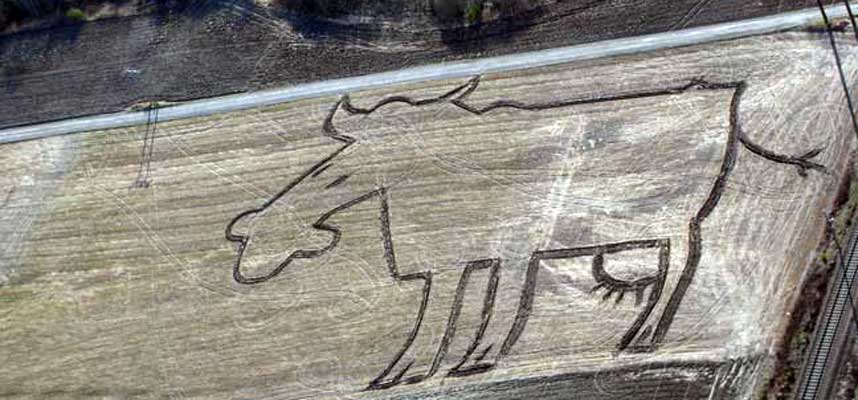 KUKUNST P� JORDET: 100 - 200 meter dyr pryder jordene p� �ktner g�rd for tida. I neste uke blir det utstilling for flygere.