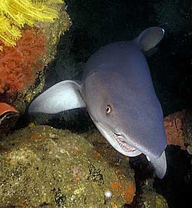 OOPS: Nils Aukan m�tte karen, en �White-tip shark�.