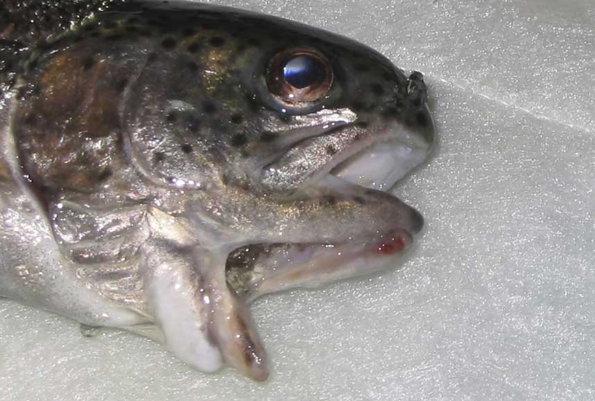 HER ER FISKEN:  Regnbue�rreten har to sett kjever, som begge ser ut til � ha fungert.