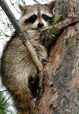  KLAR FOR OL:  Om denne vaskebj�rnen        (racoon) skal representere Norge i Torino er usikkert, men de nor   ske OL-antrekkene er pyntet med pels fra vaskebj�rn.