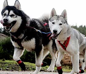 ULV, ULV! Eventuelt hunder av rasen Siberian husky. Befolkningen i �s er ikke helt sikker.