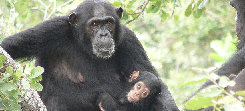 SIV-POSITIV: Denne sjimpansen i Gombe nasjonalpark i Tanzania er smittet av SIV. N� har forskere funnet ut at smitten trolig ble spredd fra aper til mennesker s�r i Kamerun.