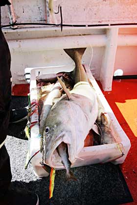 TO I EN: Denne torsken p� 13,5 kg var s� glupsk at den ikke bare n�yde seg med kroken til fiskeren. En liten sei ble slukt i samme slengen.