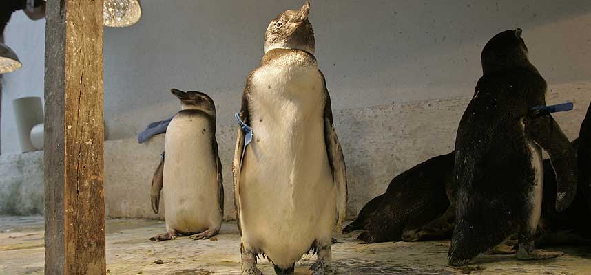 HETE DAGER: Pingviner st�r under varmelystene i Niteroi Zoo i Rio de Janeiro onsdag 2. august 2006.
