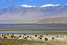 AUTONOM REGION: Xinjiang ble en del av Kina i 1949 og ble autonom region seks �r senere. Den tyrkisk talende minoriteten hevder de blir utsatt for sterk politisk undertrykkelse.