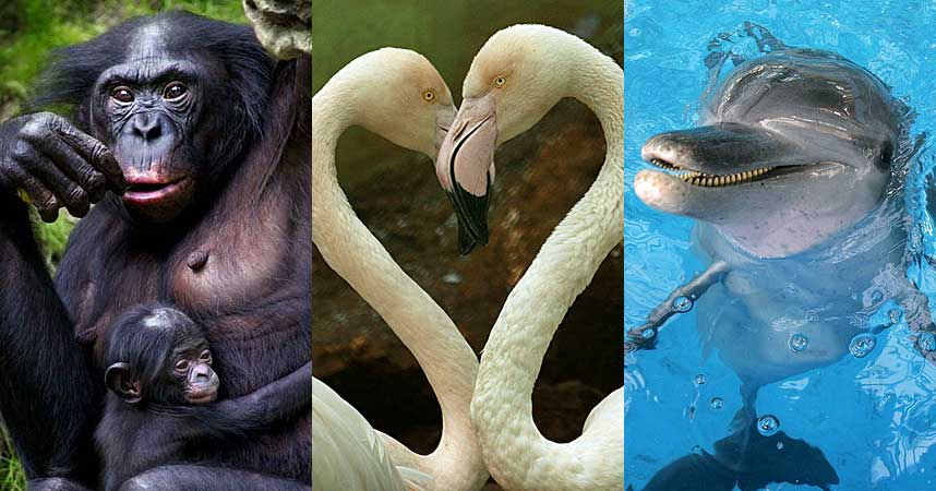 UNATURLIG? Utstillingen �Mot naturens orden?� viser hvor utbredt homofili er i dyreriket. Hos mange fuglearter, slik som flamingoer, holder homoseksuelle par sammenhele livet.