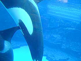 Homse-spekkhoggere: En hannspekkhogger rir p� ryggfinnen til en annenn i Sea World,California. I det fri samler spekkhoggerhanner seg hvert �r utenfor Seattlei homoseksuelle orgier.