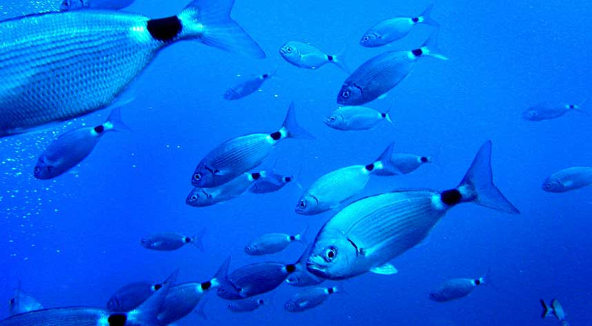 ROVDRIFT: Det blir stadig mindre fisk i verdens hav.