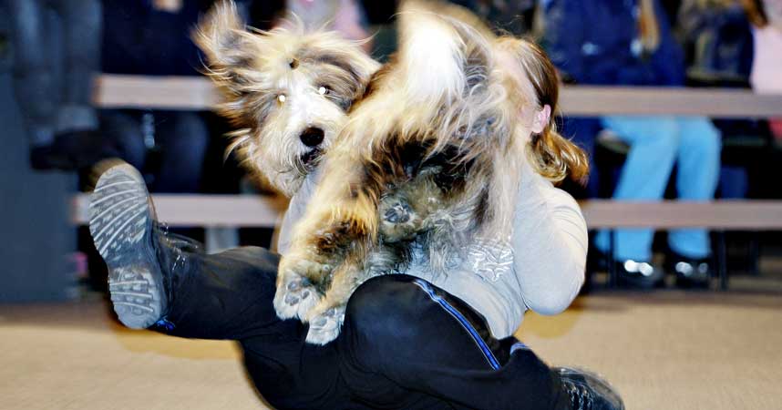 MORSOMST: Bearded collien Frisbee (1 1/2) hadde ikke s� mange triks p� lur, men han hoppet og fl�y alt han kunne sammen med mamma Carina Iversen. Freestyle-dansingen hans var mer enn nok for � sikre tittelen �rets morsomste hund.
