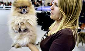 GIZMO: Dommerne mente at Pomeranian-sk�yeren Gizmo (4) var den mest sjarmerende av alle finalistene.