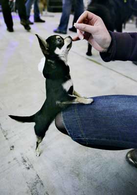 MINST:Sintra (9 md.) var b�de minst og yngst, men den lille chihuahuaen danket ut de fleste og sikret seg �s�lvet�.