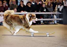  SKATEBOARD:  Jeppe (3) er ikke helt som andre hunder. Han st�r p� skateboard.