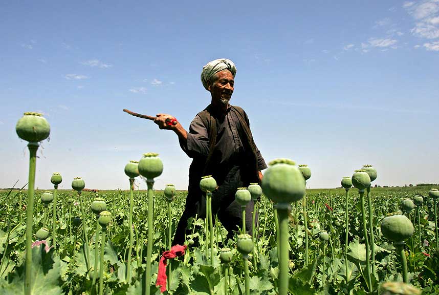GIFTGR�NT GULL: Opiumsproduksjon ansl�s til � st� for en tredel av den afghanske �konomien.