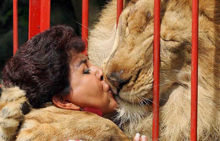 GUSTAVO RODRIGUEZ AND THE LION gustavo rodriguez and the lion: