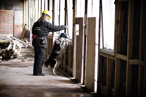  P� JOBB:  Hunden Jippi sammen med hundetrener Turid Buvik - p� vei inn i Rikshospitalets gamle lokaler i Oslo for � lete etter kreftframkallende milj�gifter.