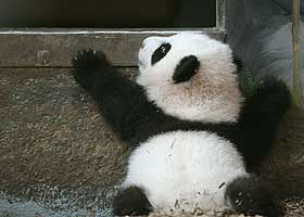 KLUMSETE: Baby-panda pr�ver � komme seg inn p� egenh�nd der mor bor.