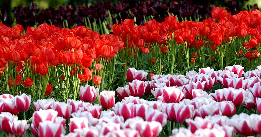 BLOMSTRINGSTID: Et sikkert v�rtegn er at turister str�mmer til Nederland for � se tulipanene.