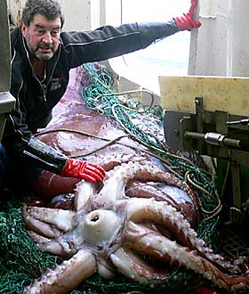  FISKET KJEMPEN: New Zealandske fiskere fikk kolossblekksprut p� rundt 450 kilo p� kroken.