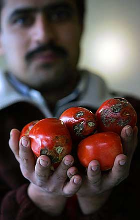 TOMATREVOLUSJON:  En gr�nnsaksselger viser frem tomatene han selger i Teheran. Iran har v�rt kastet ut i det som omtales som en �tomatkrise� p� grunn av den eskalerende prisen p� gr�nnsaken. Irans president sa s�ndag at fiender av landet har skylda for � drive opp prisene p� tomater og annen mat.
