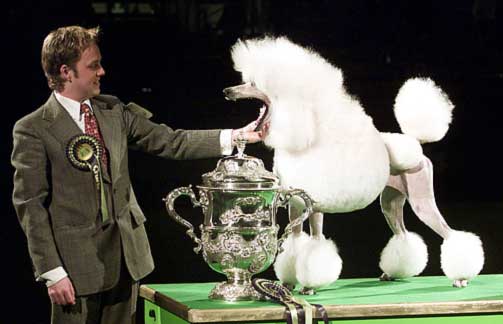 NORSK SEIER: Kongepuddelen King ble �Best in Show� under Crufts i 2002.