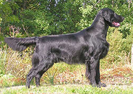 VANT I SIN GRUPPE: Simon har b�de vunnet i sin rase og i sin gruppe. P� s�ndag kan han vinne hele Crufts.
