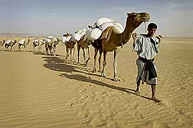 BARRIERE:Rundt �r 500 slo arabere, berbere og tuaregere med sine kameler hull p� barrieren som Sahara utgjorde. Fra da av gikk kamelene i konvoier som kunne strekke seg over 50 kilometer av ruten p� 1000 kilometer.