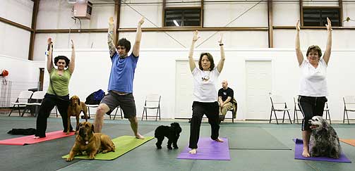 MENNESKER OG HUNDER: Hundeeierne utf�rer yoga, mens hundene slapper av p� matta.