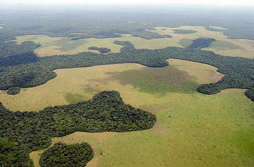 ADVARER MOT MILJ�KATASTROFE: Avskoging i Sentralafrika vil frigi opp til 34,4 milliarder tonn CO2 fram til 2050, like mye som Storbritannia har sluppet ut de siste 60 �r, hevder Greenpeace i en ny rapport.