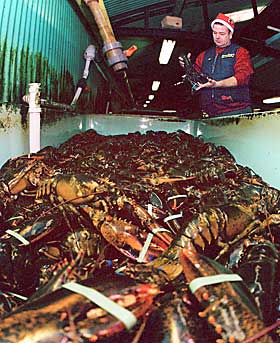 VANSKELIG � KOKE I INDUSTRIEN: Krabber kaster ofte kl�rne sine n�r den kokes levende. Det er et problem i industrien, som leter etter andre effktive metoder.