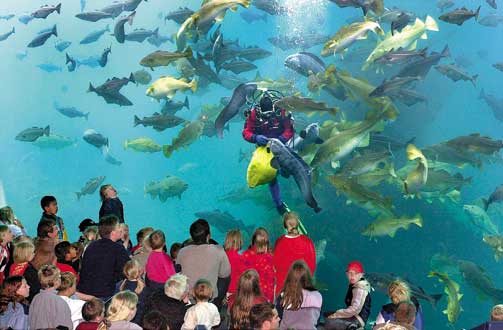 FISK BAK GLASS: Dykkershowet i Atlanterhavsparken er popul�rt blant turister som kommer til �lesund.