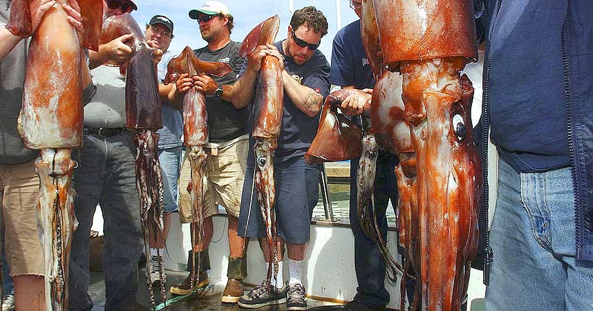 FANGA BEISTET: Lokale fiskere i California fanga i juni flere kjempeblekkspruter som har invadert kysten av den amerikanske staten den siste tida.