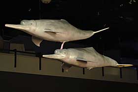DELFINSEX: Homofile delfiner vises fram p� utstillingen ved Naturhistorisk museum.