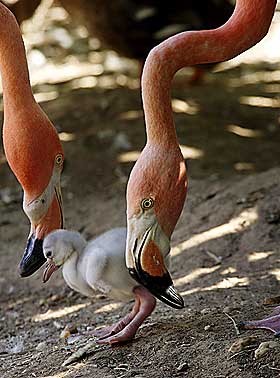 FLAMINGOER: Har ofte homofile forhold. I England har det homofile paret Carlos og Fernando oppdratt flere unger sammen.