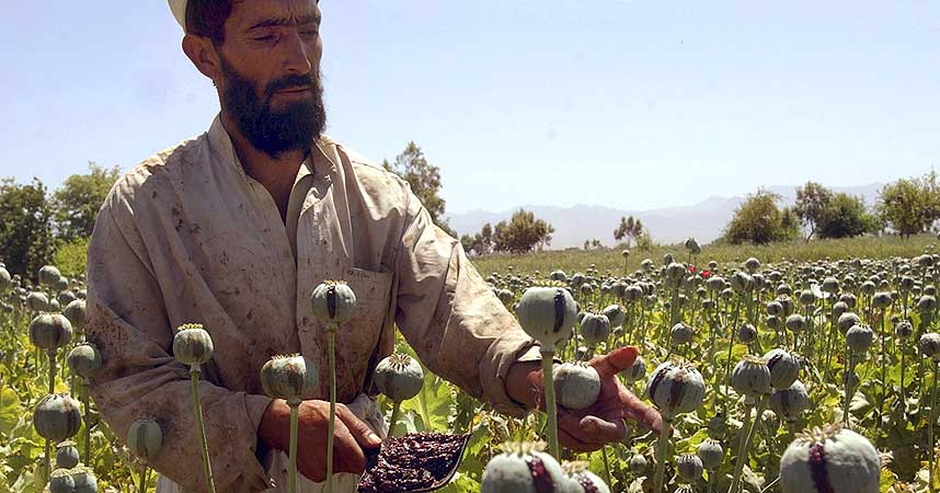 LEVEBR�D: En afghansk bonde unders�ker opiumsavlingen i Nangarhar-provinsen, �st for Kabul i april i �r. I Nangarhar og Helmand-provinsen er opium blitt levebr�det for stadig flere av de afghanske b�ndene.