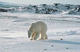 DRUKNER IKKE: Lomborg mener isbj�rnen klarer seg s�rdeles mye bedre enn Al Gore mener.